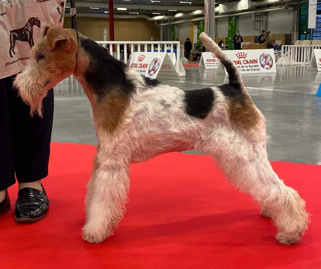 Du clos des amoureux - Paris dog show 2022