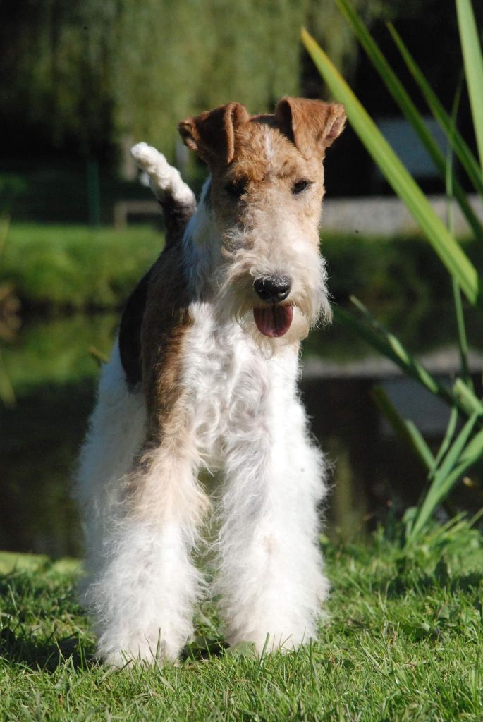 Du clos des amoureux - Spéciale terrier luxembourg 