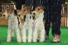  - nationale d'élevage fox terrier  OCTOBRE 2018