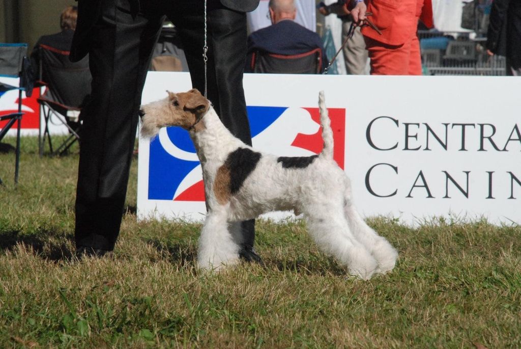 Du clos des amoureux - Double dog show marche en famene 