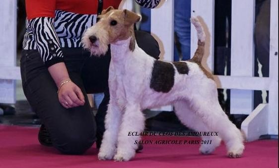 CH. Eclair Du clos des amoureux