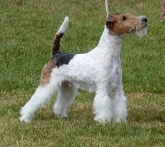 CH. H'oural Du clos des amoureux