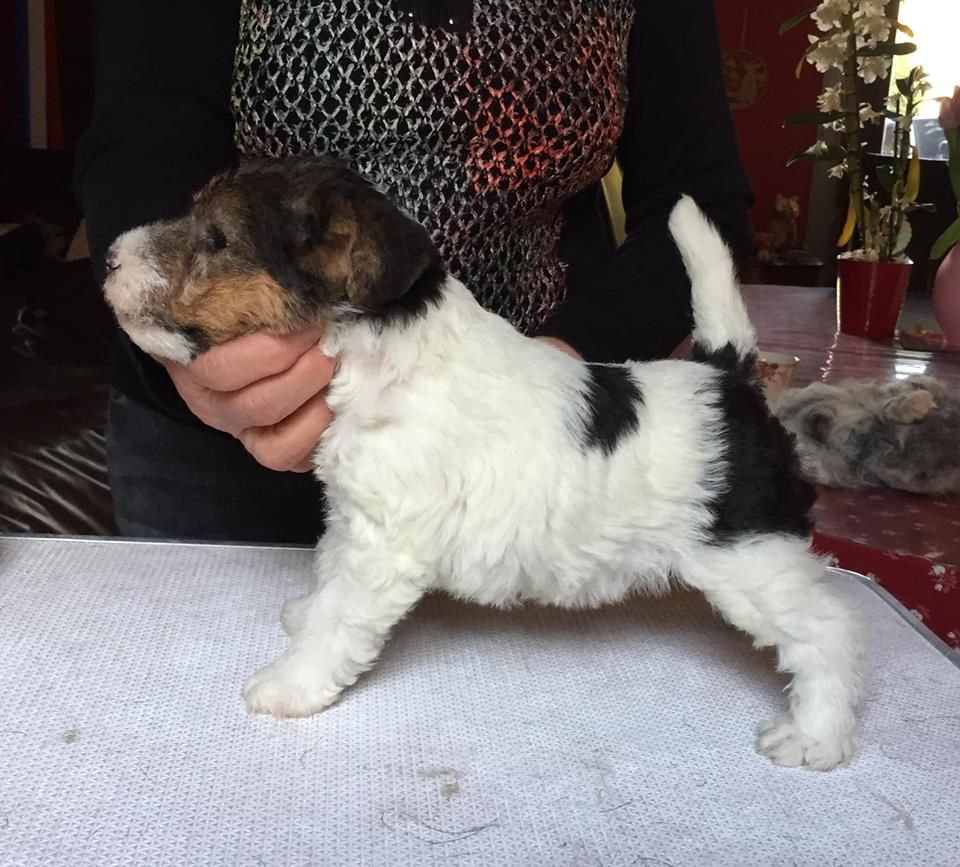 PACO