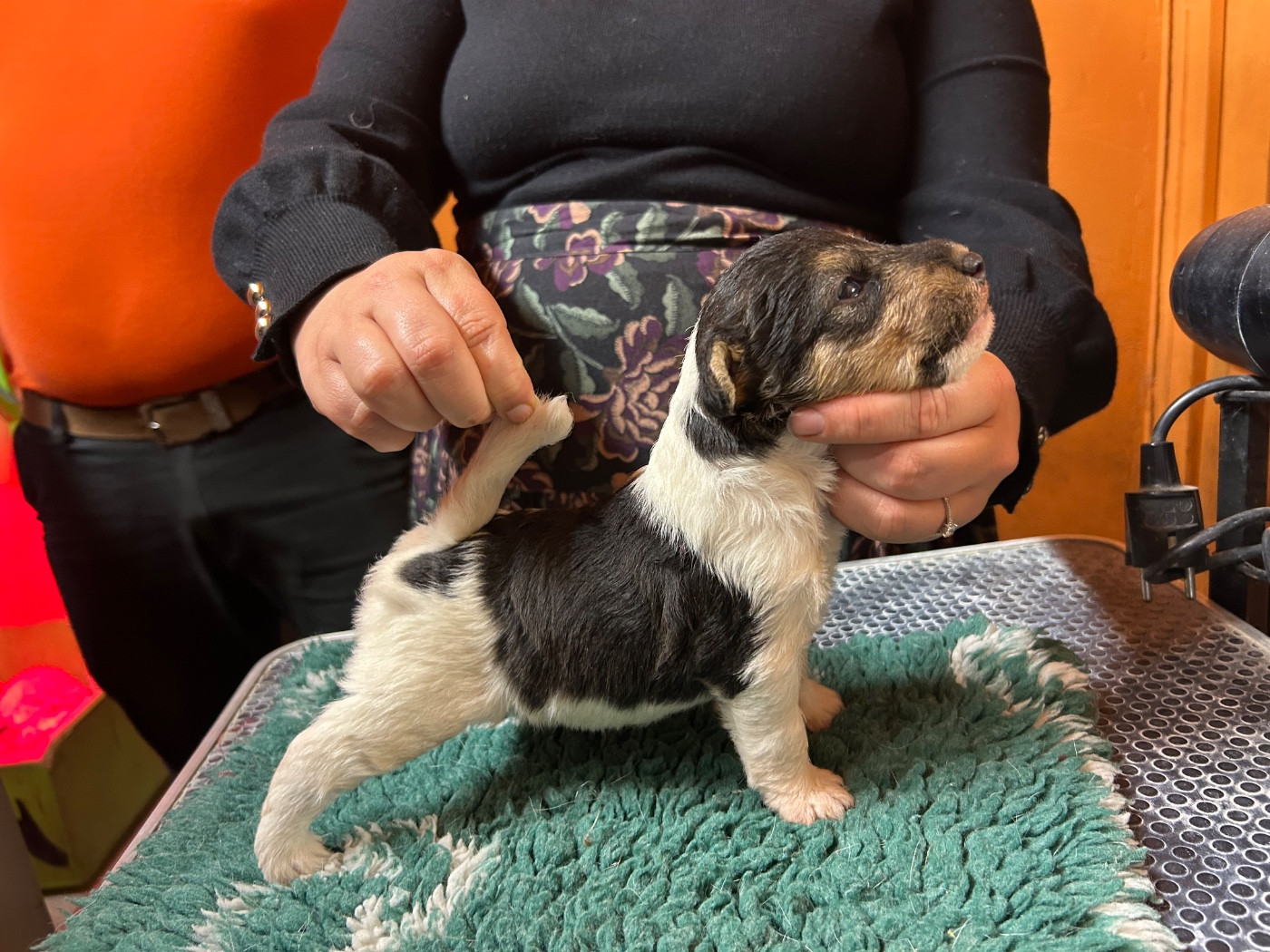 Du clos des amoureux - Fox Terrier Poil Dur - Portée née le 07/10/2025