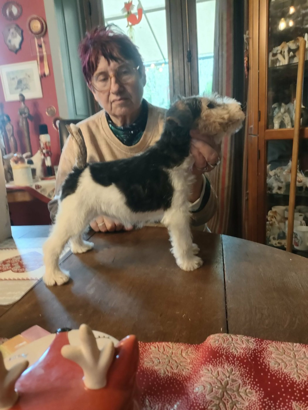 Du clos des amoureux - Fox Terrier Poil Dur - Portée née le 06/10/2025